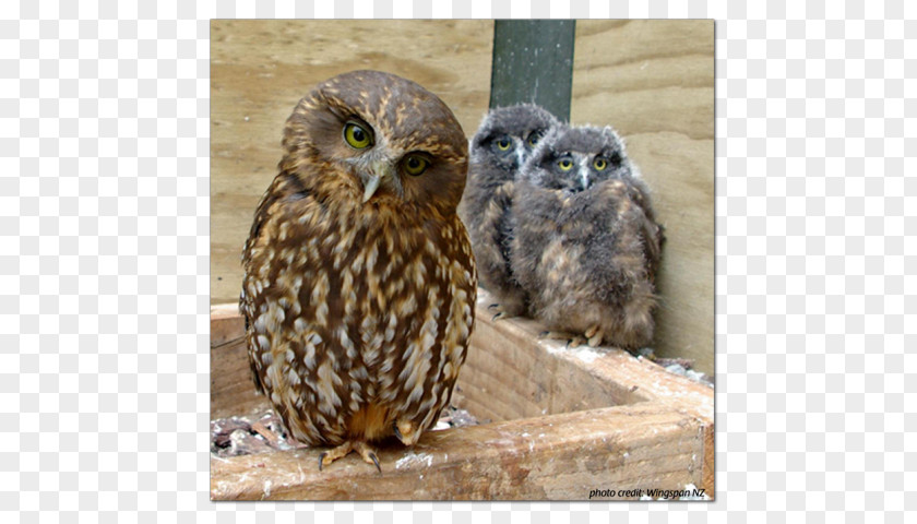 Black Owl Morepork Bird Gambel's Quail Hawk PNG