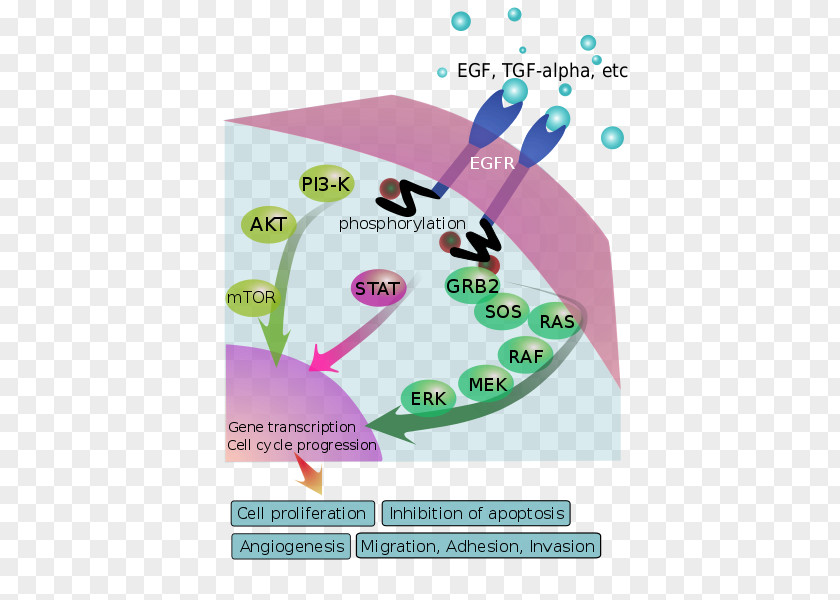 Cartoon Cancer Cell Epidermal Growth Factor Receptor Osimertinib Signal Transduction Gefitinib PNG