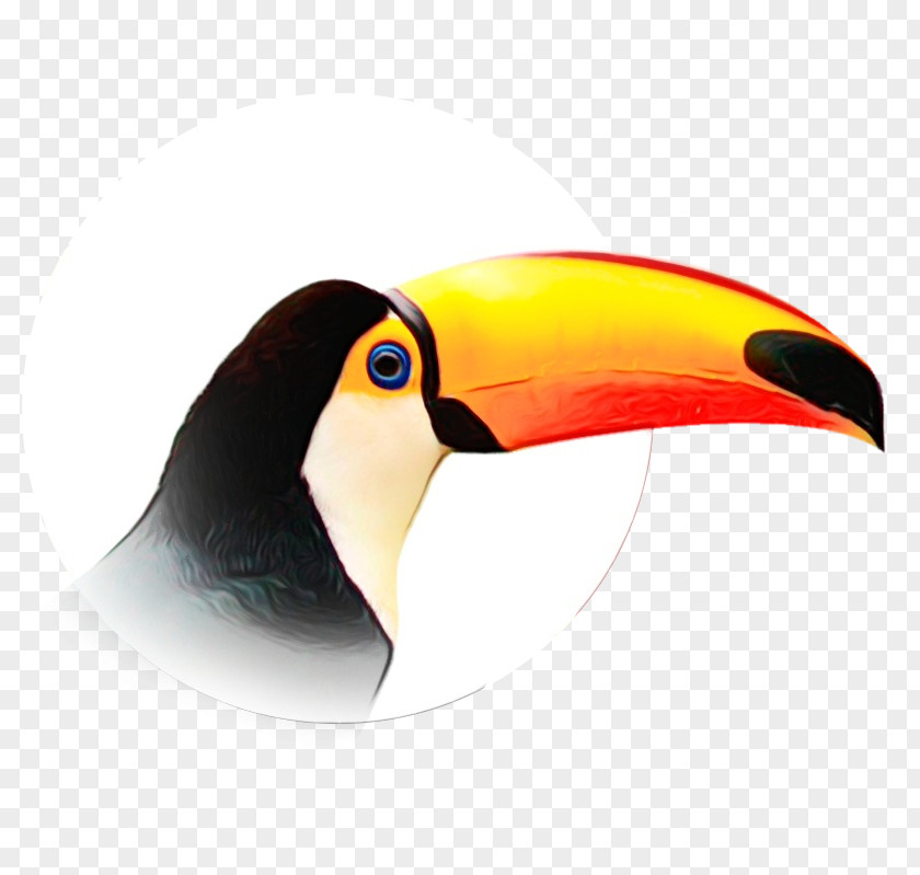 Piciformes Bird Cartoon PNG
