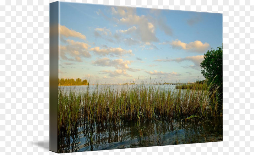 Beverly Marsh Art Canvas Print Ecosystem Painting Picture Frames PNG