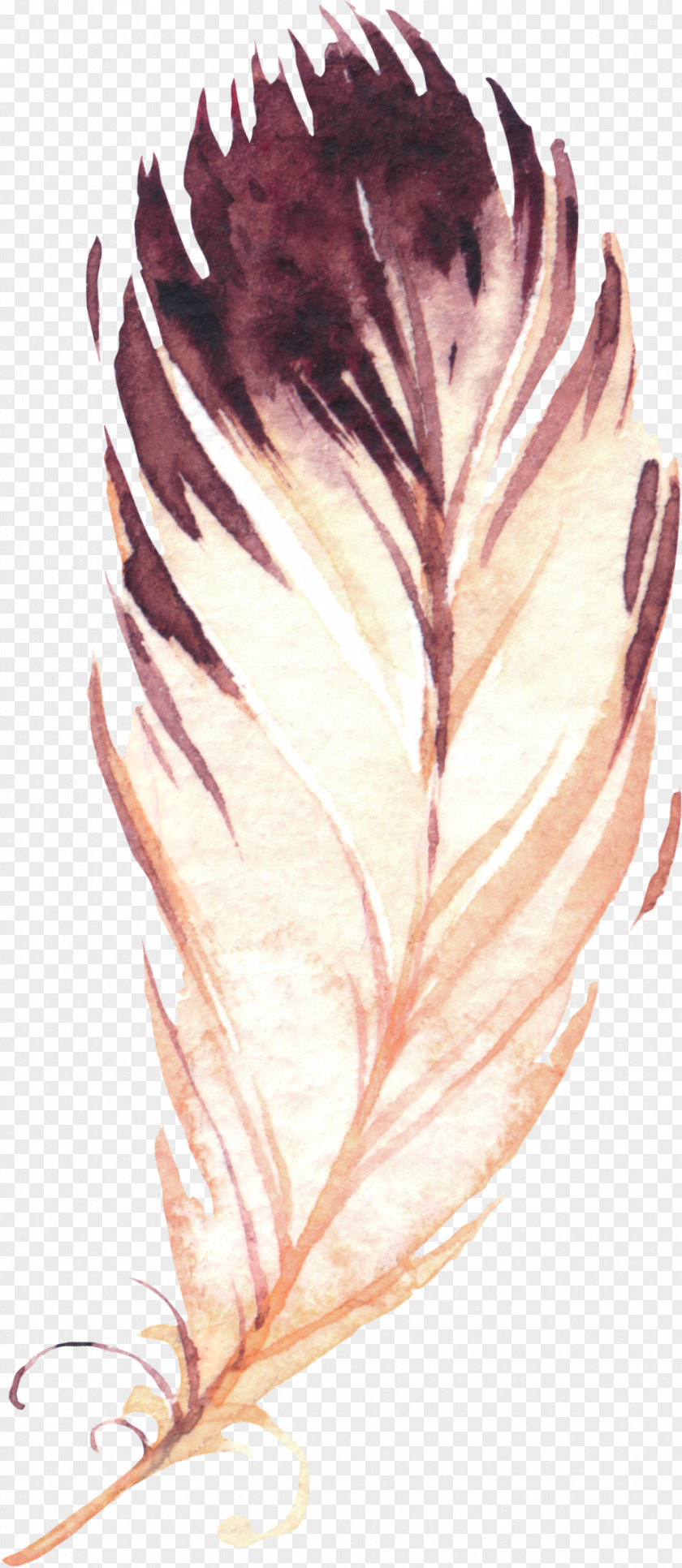Hand-painted Feathers Feather Euclidean Vector White PNG