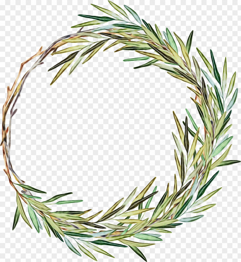 Lodgepole Pine Shortleaf Black Spruce Rosemary PNG