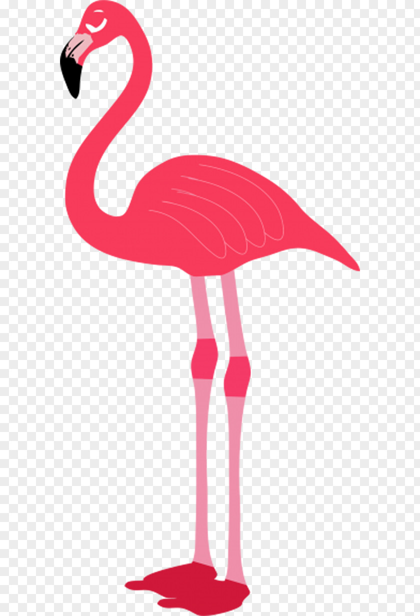 Pink Flamingos Flamingo Clip Art PNG