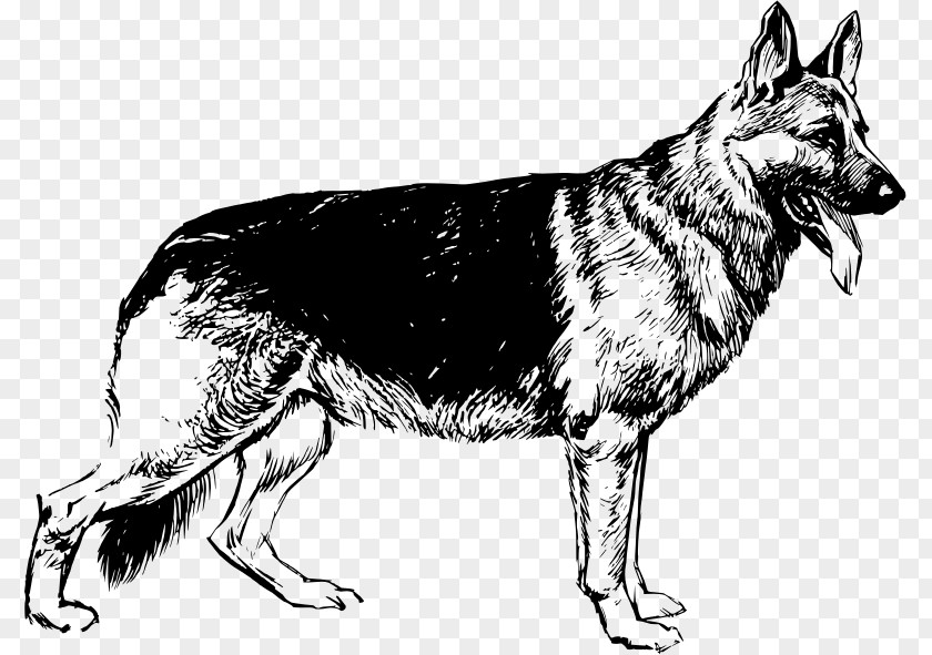 Puppy German Shepherd White Shiloh Dog Clip Art PNG