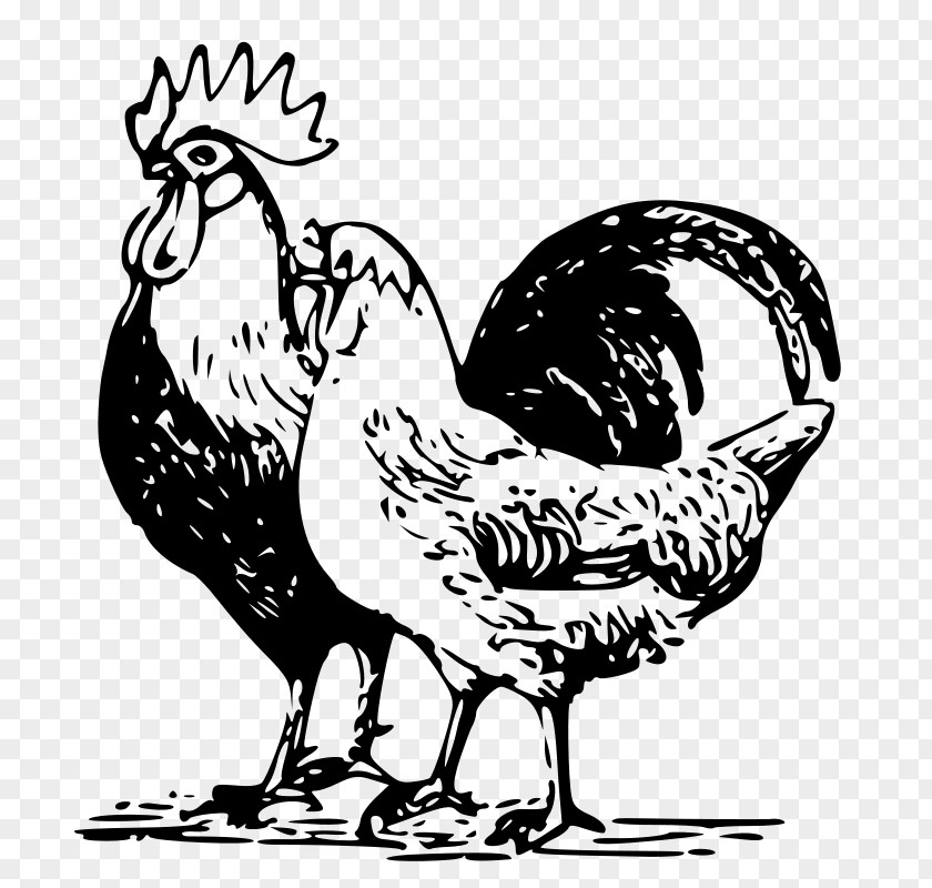 Chicken Goose Poultry Rooster PNG
