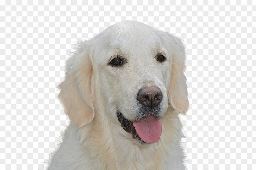 Golden Retriever Labrador Polish Tatra Sheepdog Kuvasz Maremma PNG