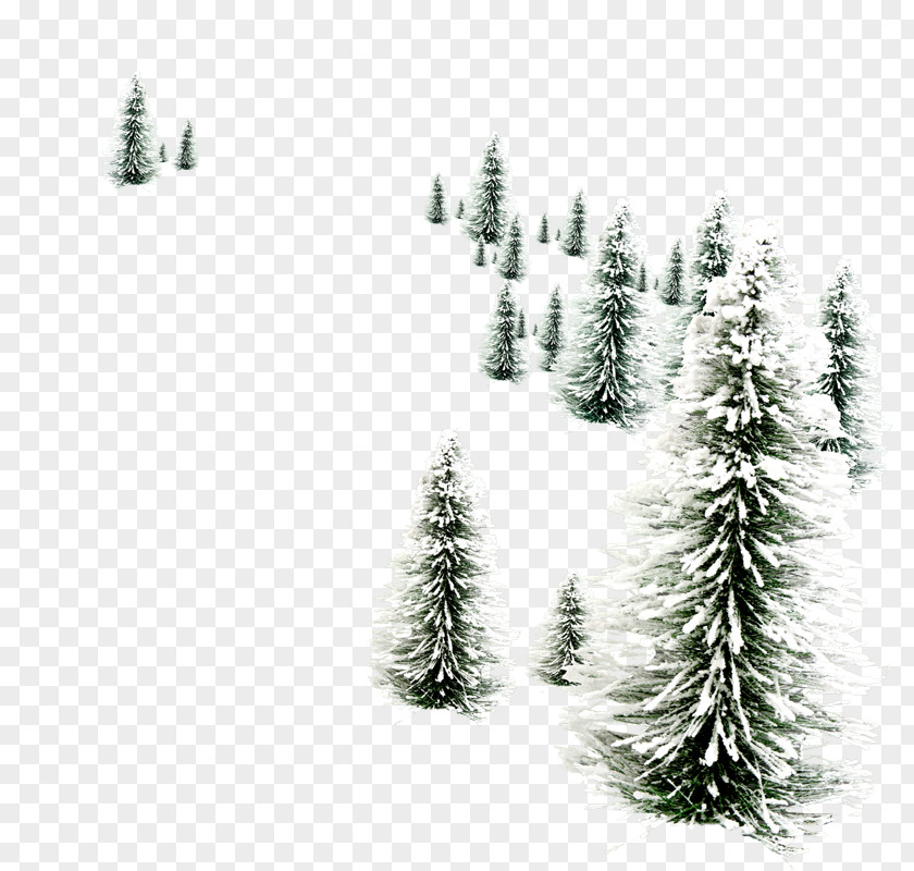 Larch Temperate Coniferous Forest Christmas Black And White PNG