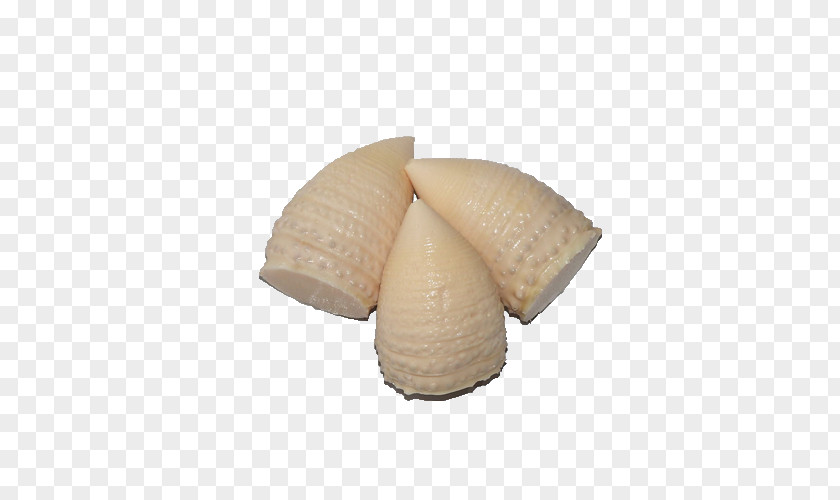 Bamboo Shoots Product Shoot Cockle PNG