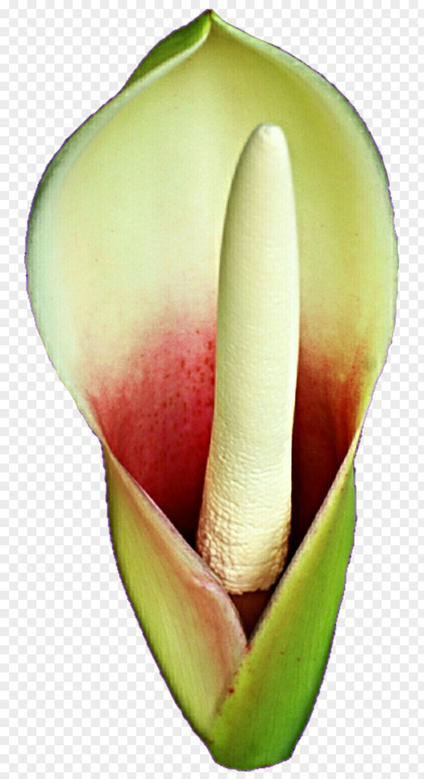 Callalily Arum Lilies Melon Fruit PNG