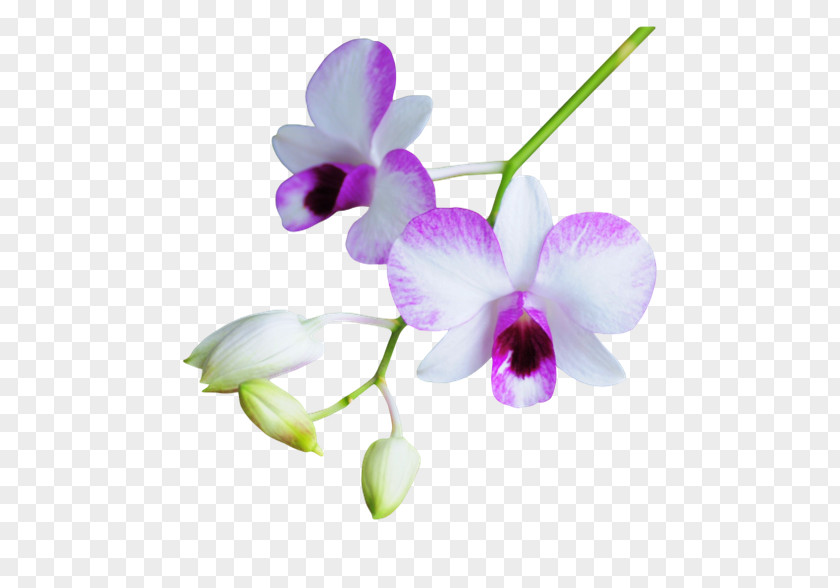 Floral Decoration Pattern Flower Purple Petal PNG