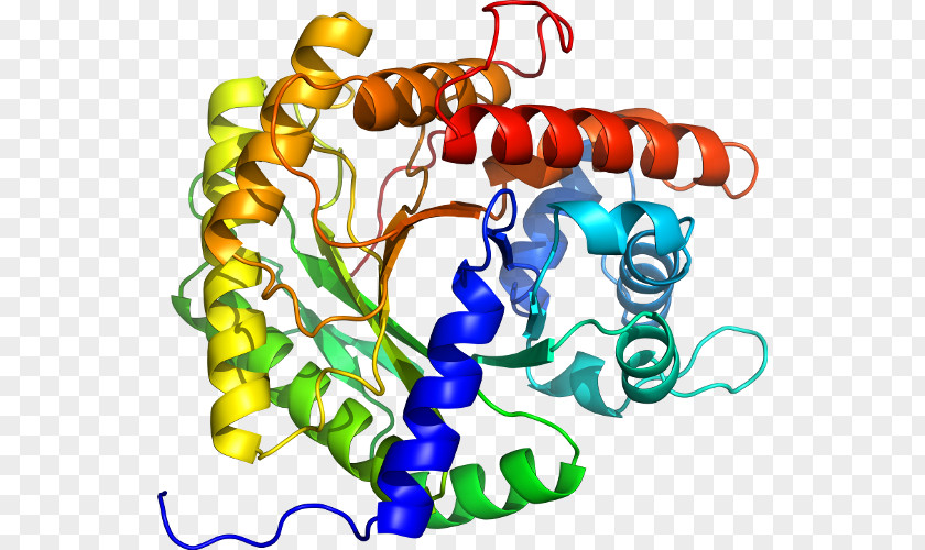 Heat Shock Protein HSPA1A Hsp70 HSPA1B PNG