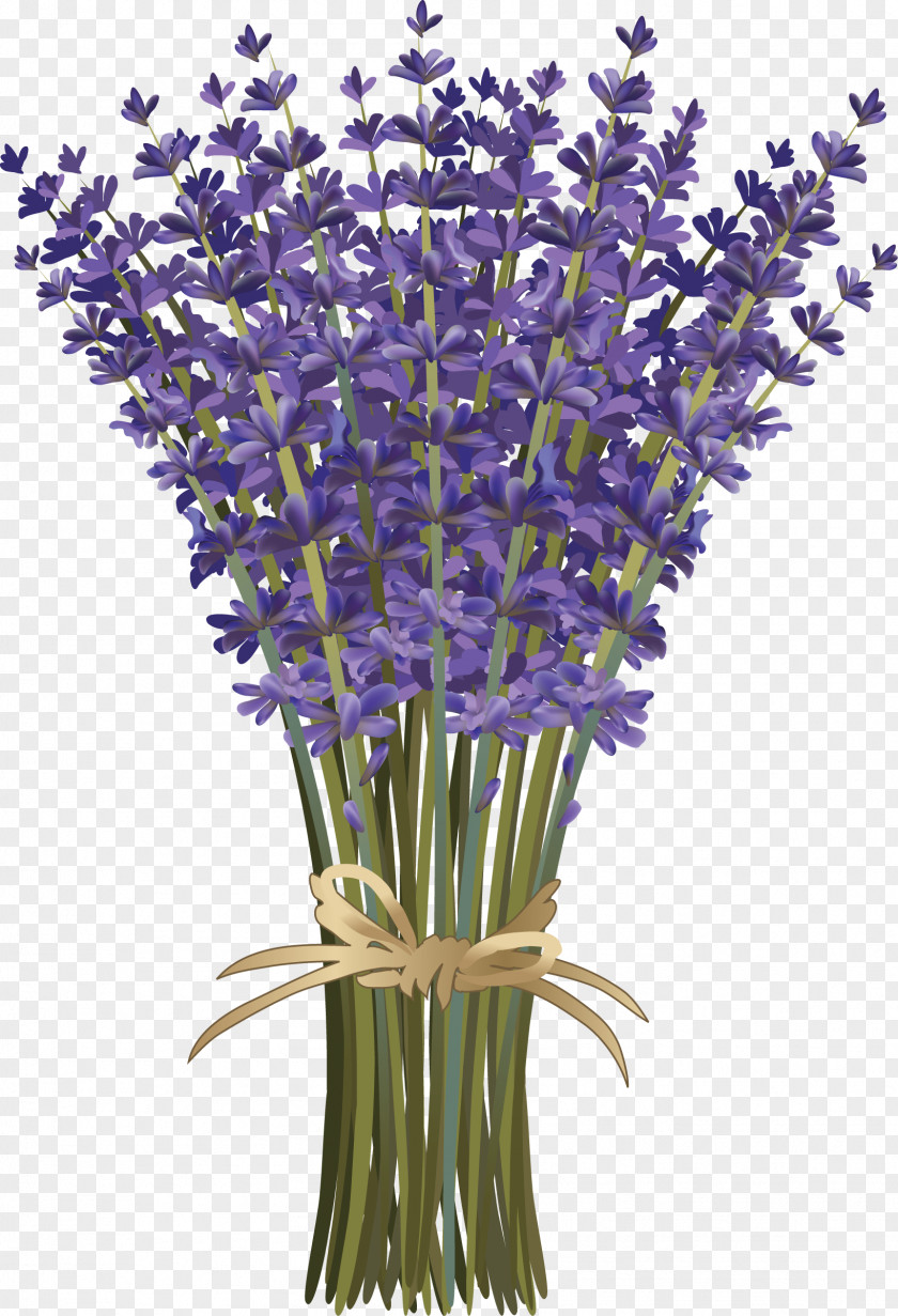Lavender Lavandula Dentata French Flower Bouquet Botanical Illustration PNG