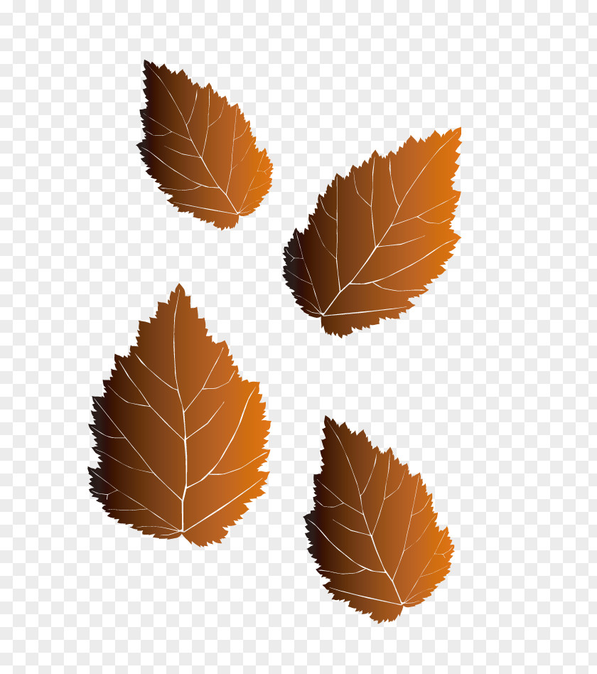 Leaf Illustration PNG