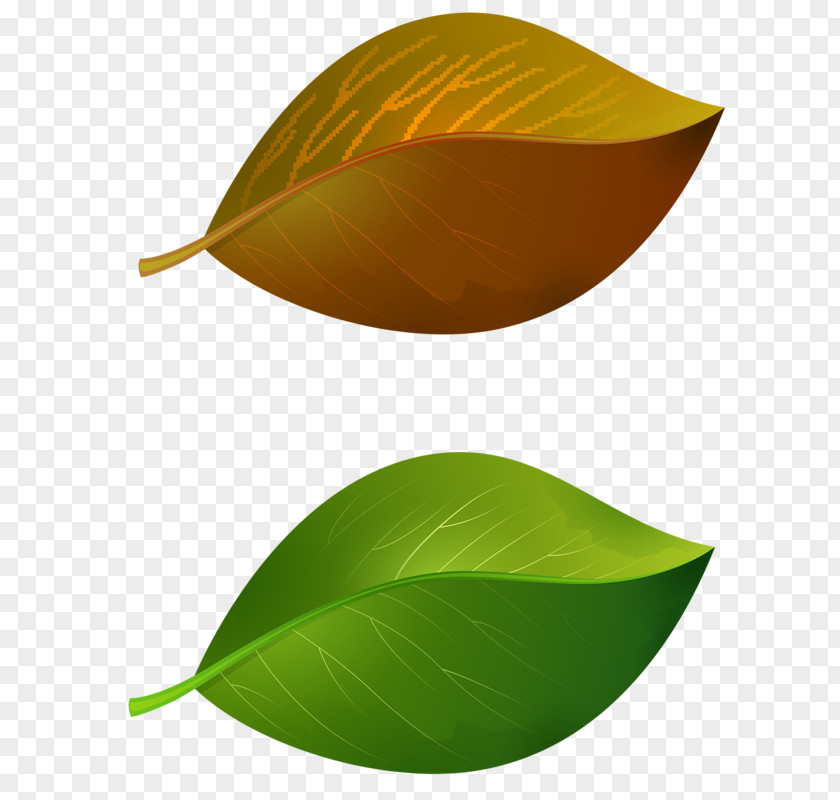 Leaf PNG