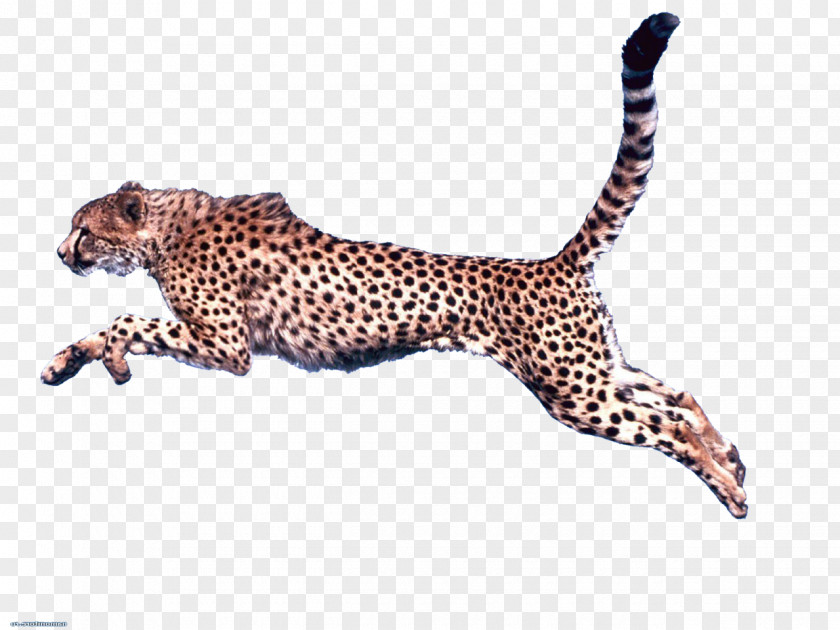 Leopard Cheetah Clip Art PNG