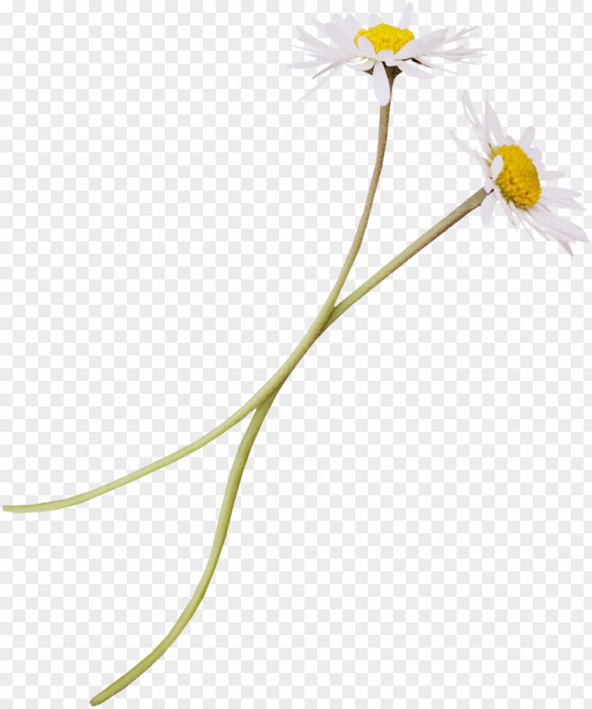 Spring Flower PNG