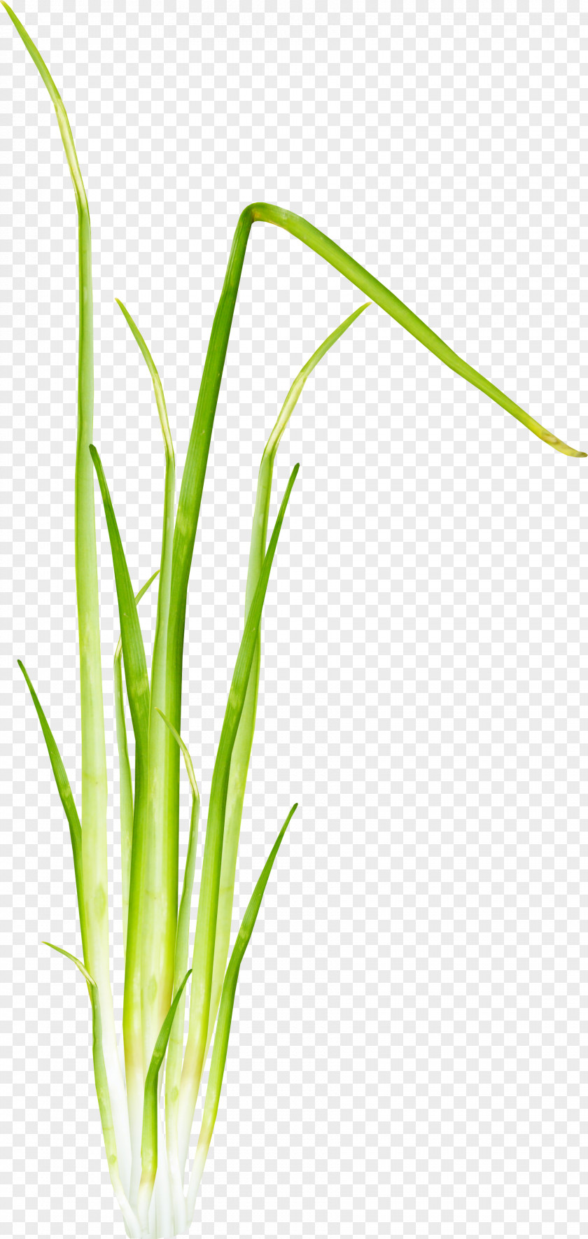 Barley Grass Herbaceous Plant 2403 (عدد) Allium Fistulosum Clip Art PNG