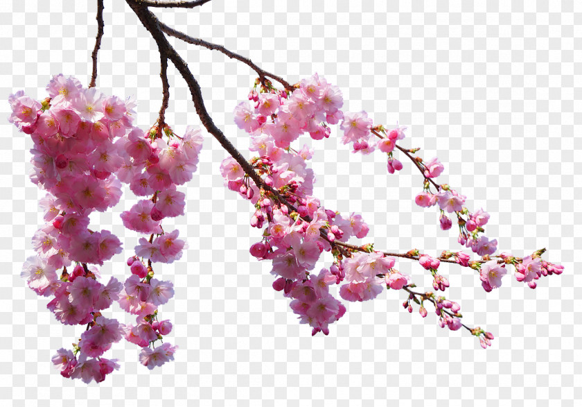 Beautiful Cherry Blossom PNG