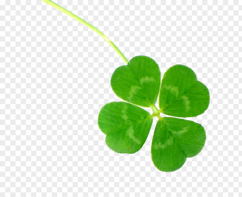 Clover Four-leaf Culture Luck PNG