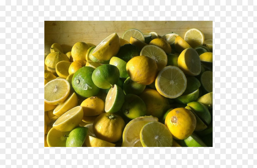 Lemon Sweet Key Lime Bergamot Orange Persian PNG