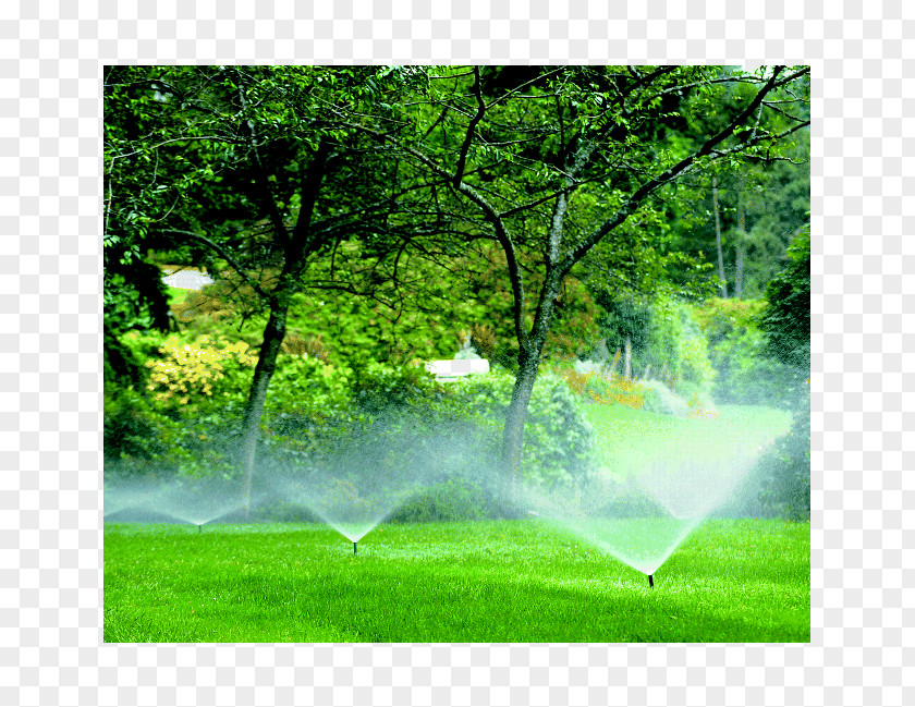 Lush Tree Top Irrigation Sprinkler Landscaping Lawn Landscape Design PNG