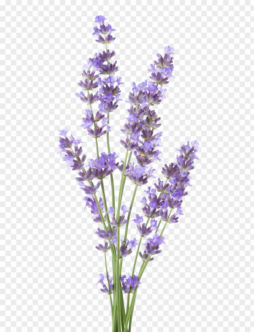 Perennial Plant Common Sage Lavender PNG