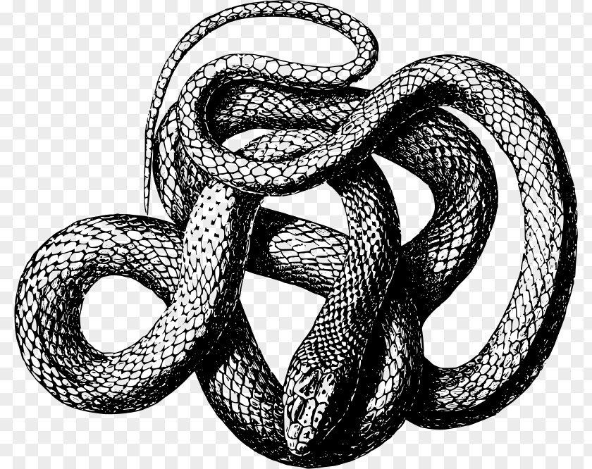 Snake Scale Black Mamba Clip Art PNG