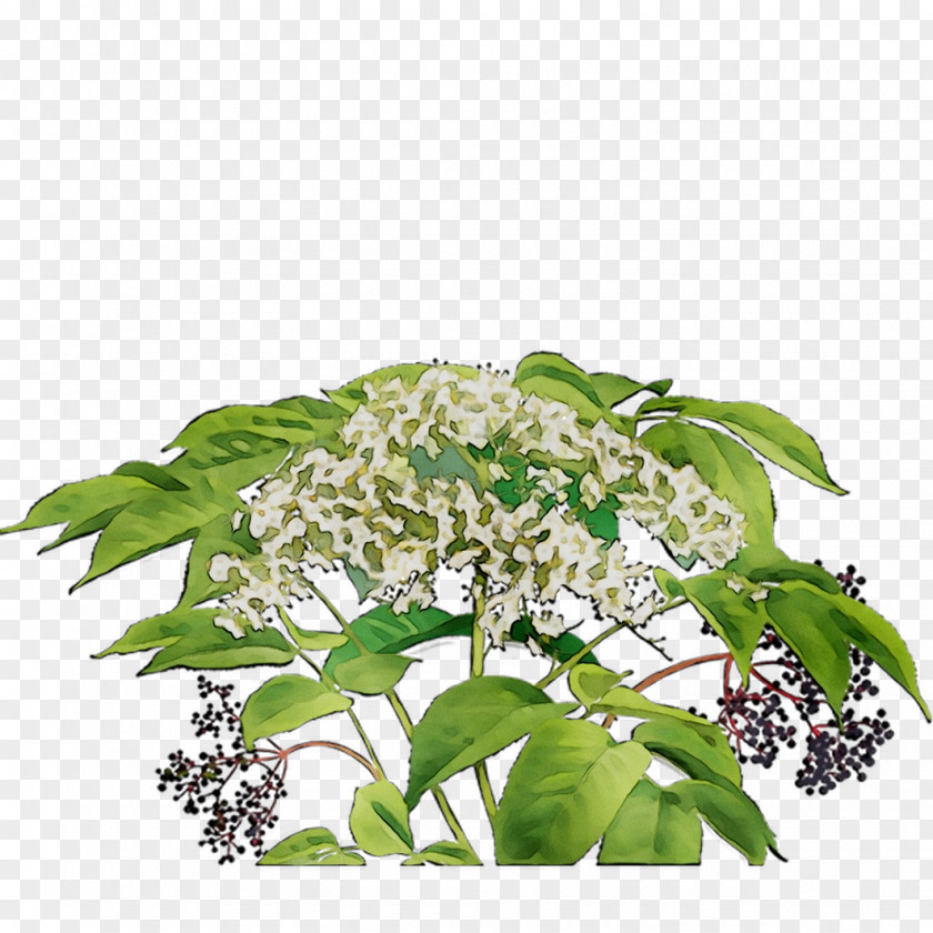 Tea Bag Alvita Herbal Organic Flowering PNG