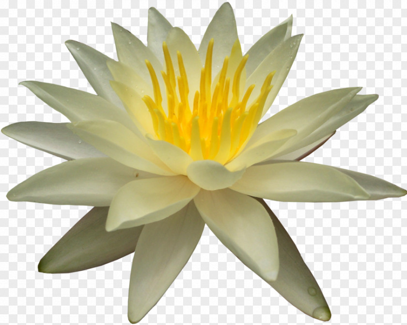 Water Lily Transparent Images Clip Art PNG