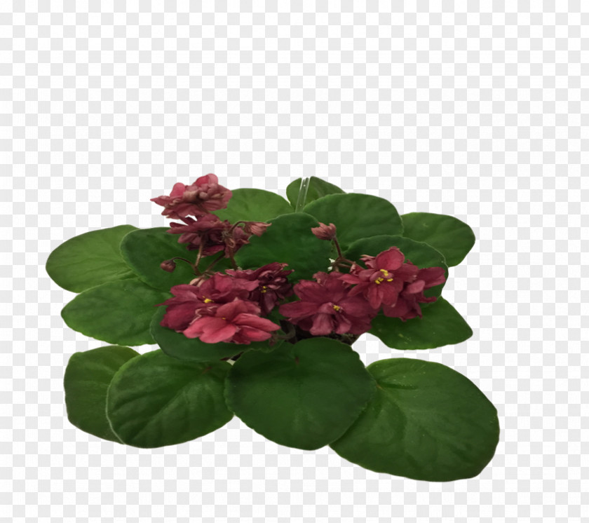African Violets Flowerpot Annual Plant PNG