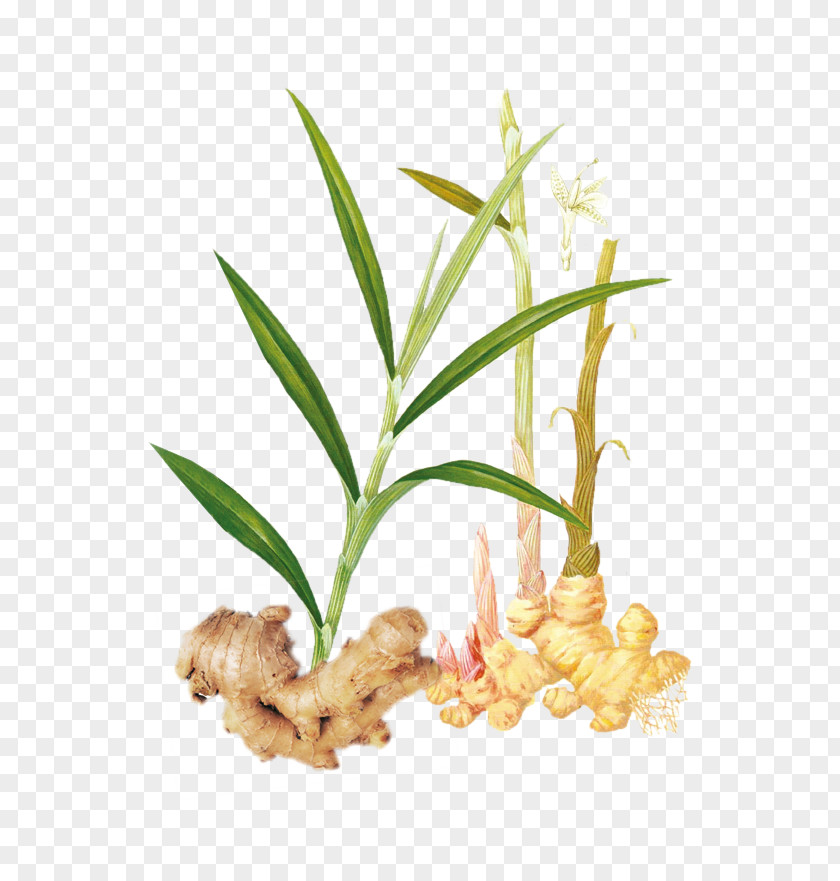 Chinese Medicine Ginger Tea Vegetable PNG