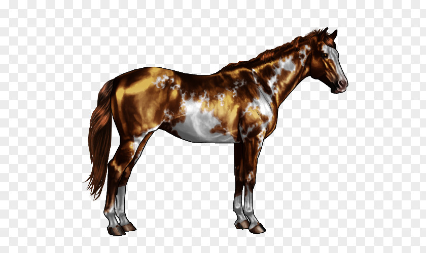 Horsemen Pattern Appaloosa American Paint Horse Chestnut Bay Gray PNG