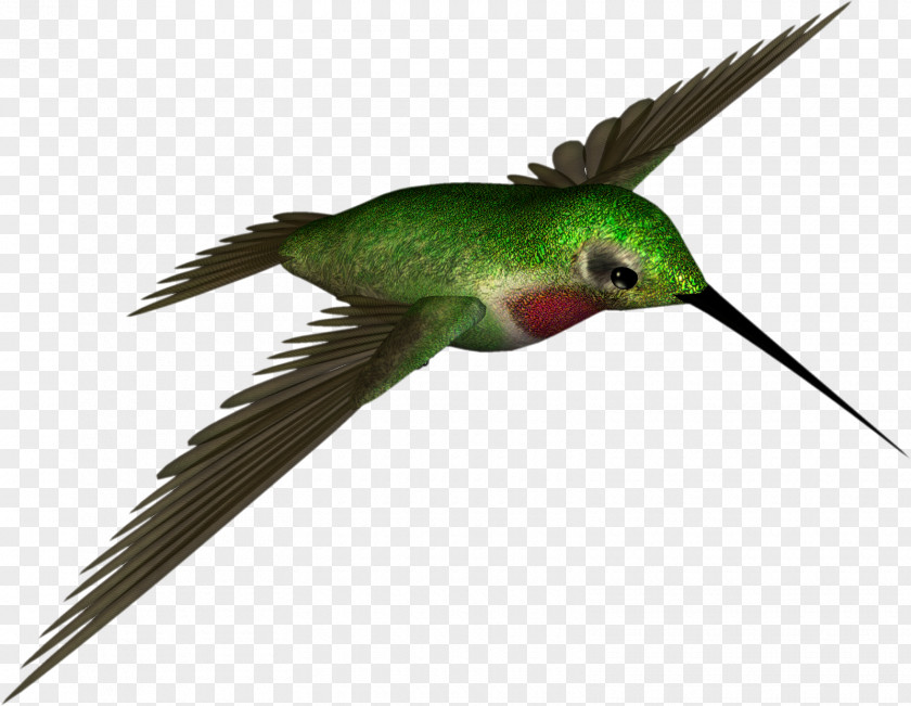 Hummingbird Clip Art PNG