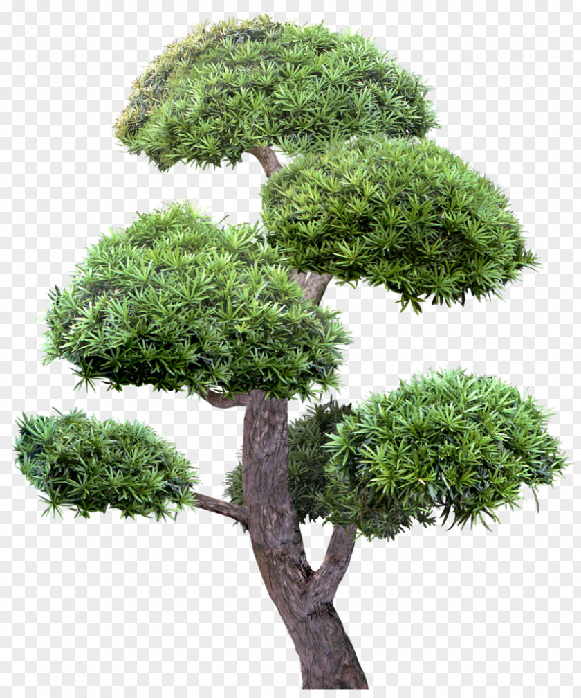 Indoor Tree Photography Clip Art PNG