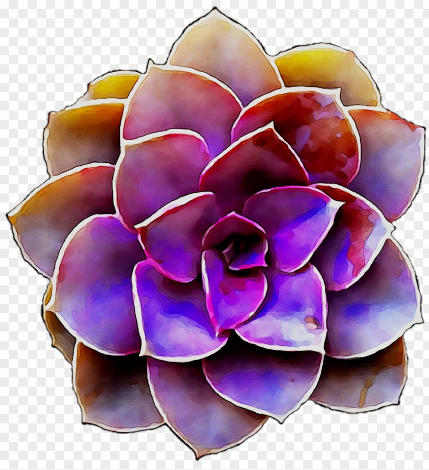 Succulent Plant Cactus Echeveria Cacti & Succulents Plants PNG