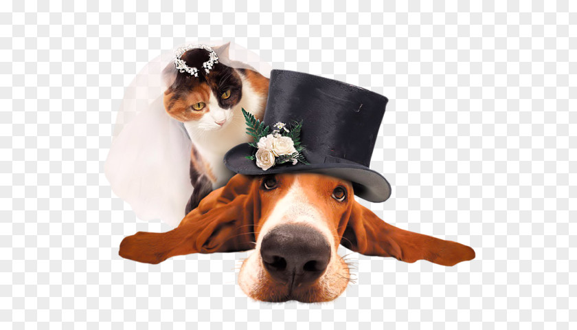 Weird Wedding Beagle Puppy High-definition Television PNG