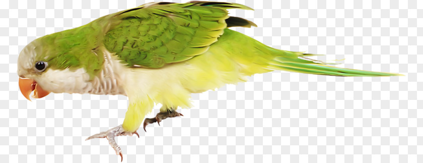 Bird Budgerigar Parakeet Macaw PNG