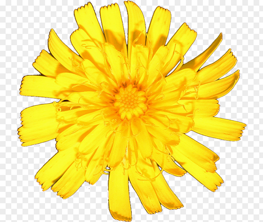 Chrysanthemum Cut Flowers Marigolds Sunflower M Petal PNG