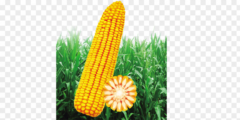 Corn On The Cob Clip Art PNG