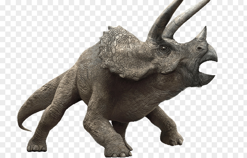 Dinosaur Triceratops Tyrannosaurus Torosaurus Stegosaurus PNG