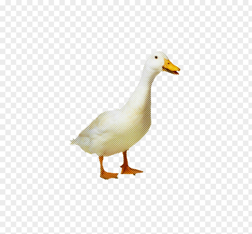 Neck Snow Goose Background PNG