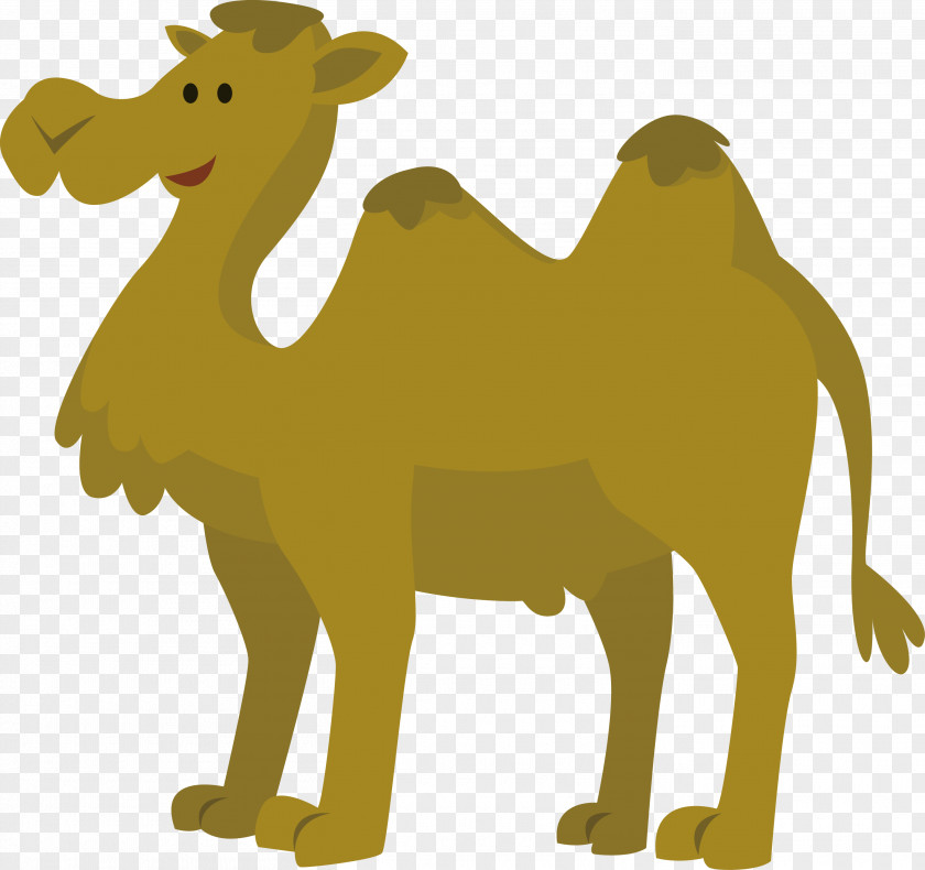 Camel Cartoon Vector Animation PNG