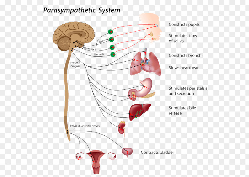 Cranial Nerve The Autonomic Nervous System Parasympathetic PNG