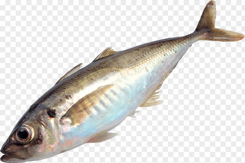 Fish As Food PNG