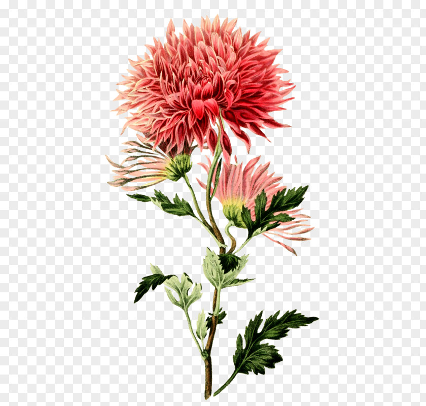 Flower Chrysanthemum ×grandiflorum Botanical Illustration Botany PNG