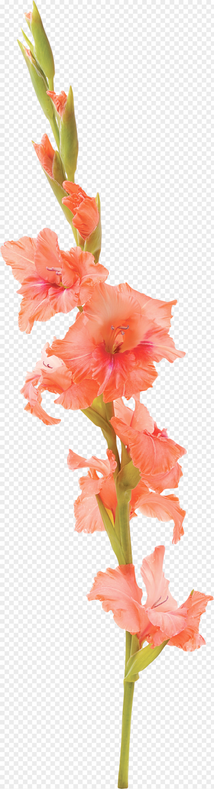 Gladiolus Flower Tattoo Stock Photography Petal PNG
