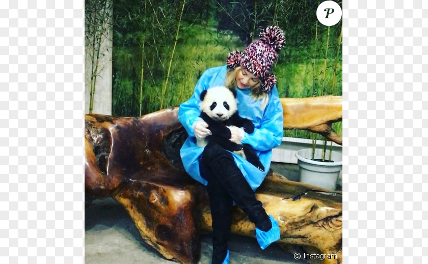 Kung-fu Panda Chengdu Research Base Of Giant Breeding Kung Fu Actor Celebrity PNG