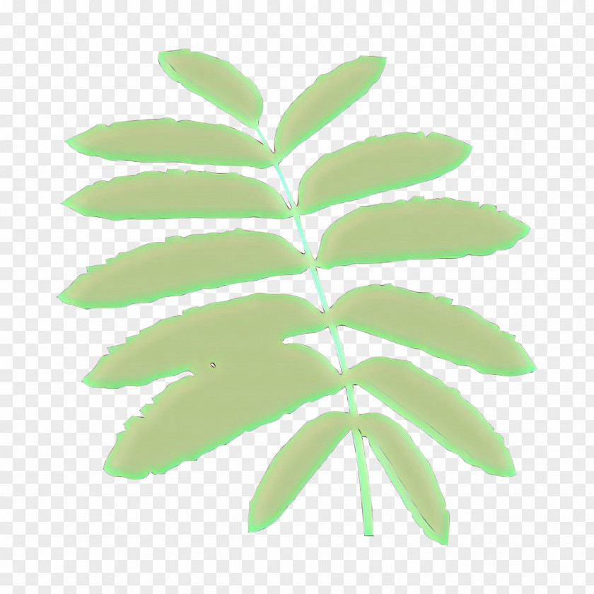 Leaf Green Plant Tree Flower PNG
