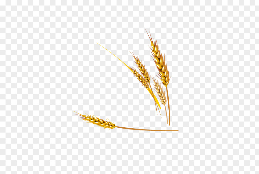 Lifelike Realism Wheat Emmer Einkorn Euclidean Vector PNG