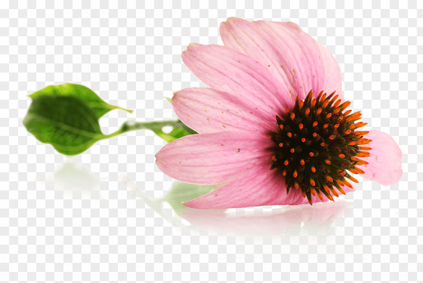 Natural Foods Echinacea Purpurea Mug Coneflower PNG